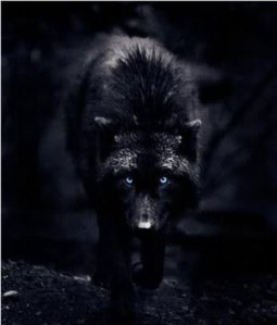 ____Black_Wolf_____by_XxJared_Leto_